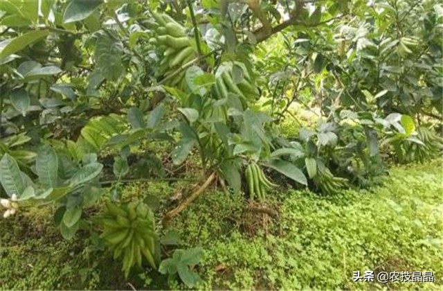 金华佛手的种植技术,佛手种植技术有哪些