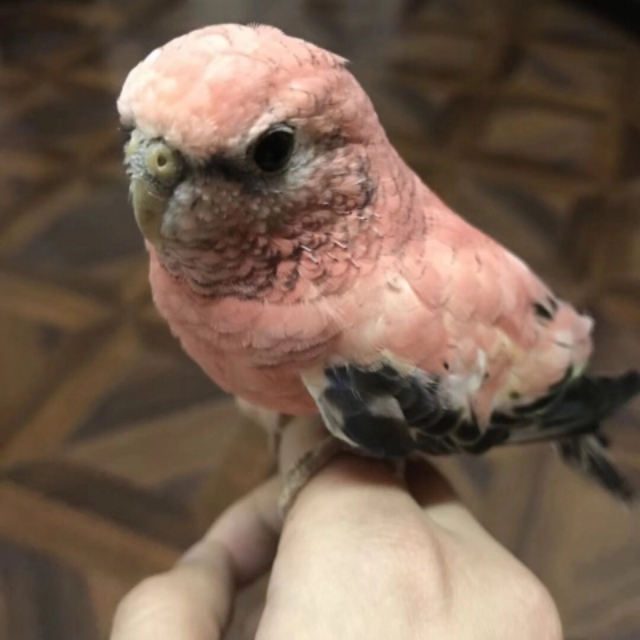 比较常见的鹦鹉有哪些,比较受欢迎的十种鹦鹉