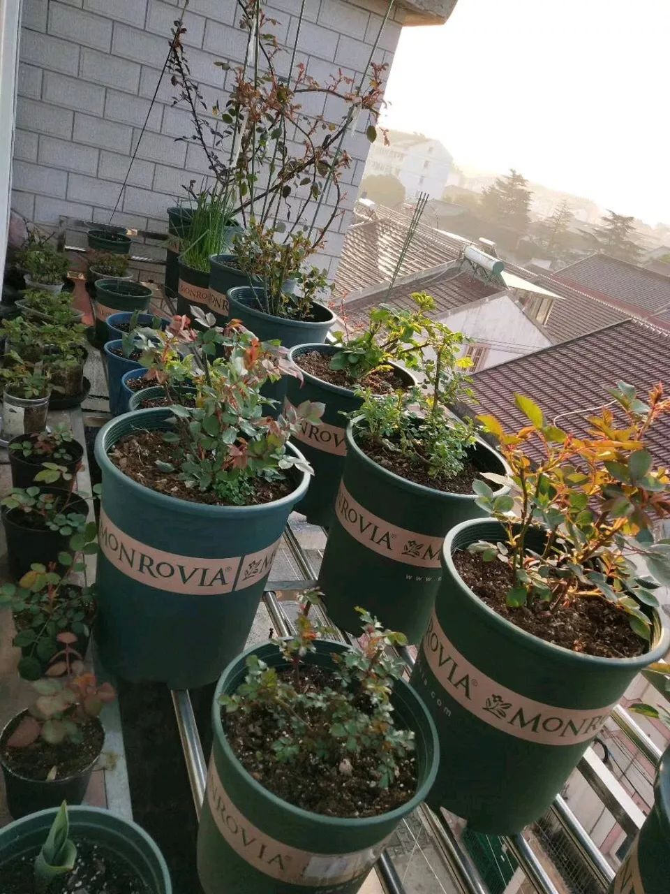 三分钟就能完成的盆栽土壤杀菌方法，最适合家庭园艺使用