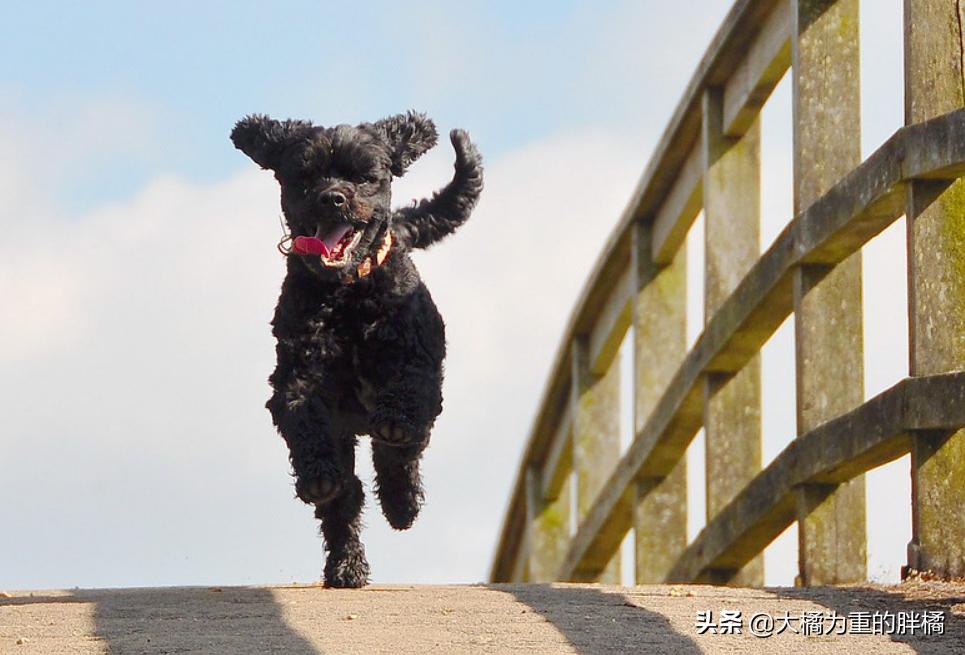 这几种狗狗千万别养,这6种狗狗值得养