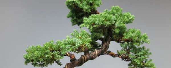 新西兰珍珠柏盆景,珍珠柏盆景耐冻吗