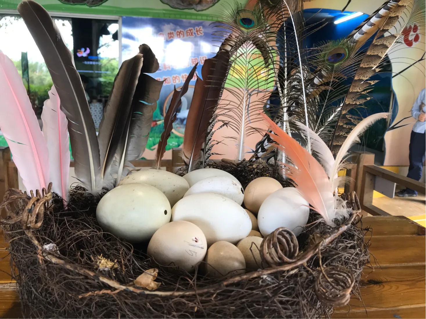 长隆飞鸟乐园拍鸟攻略,广州长隆飞鸟乐园可以摸哪些鸟