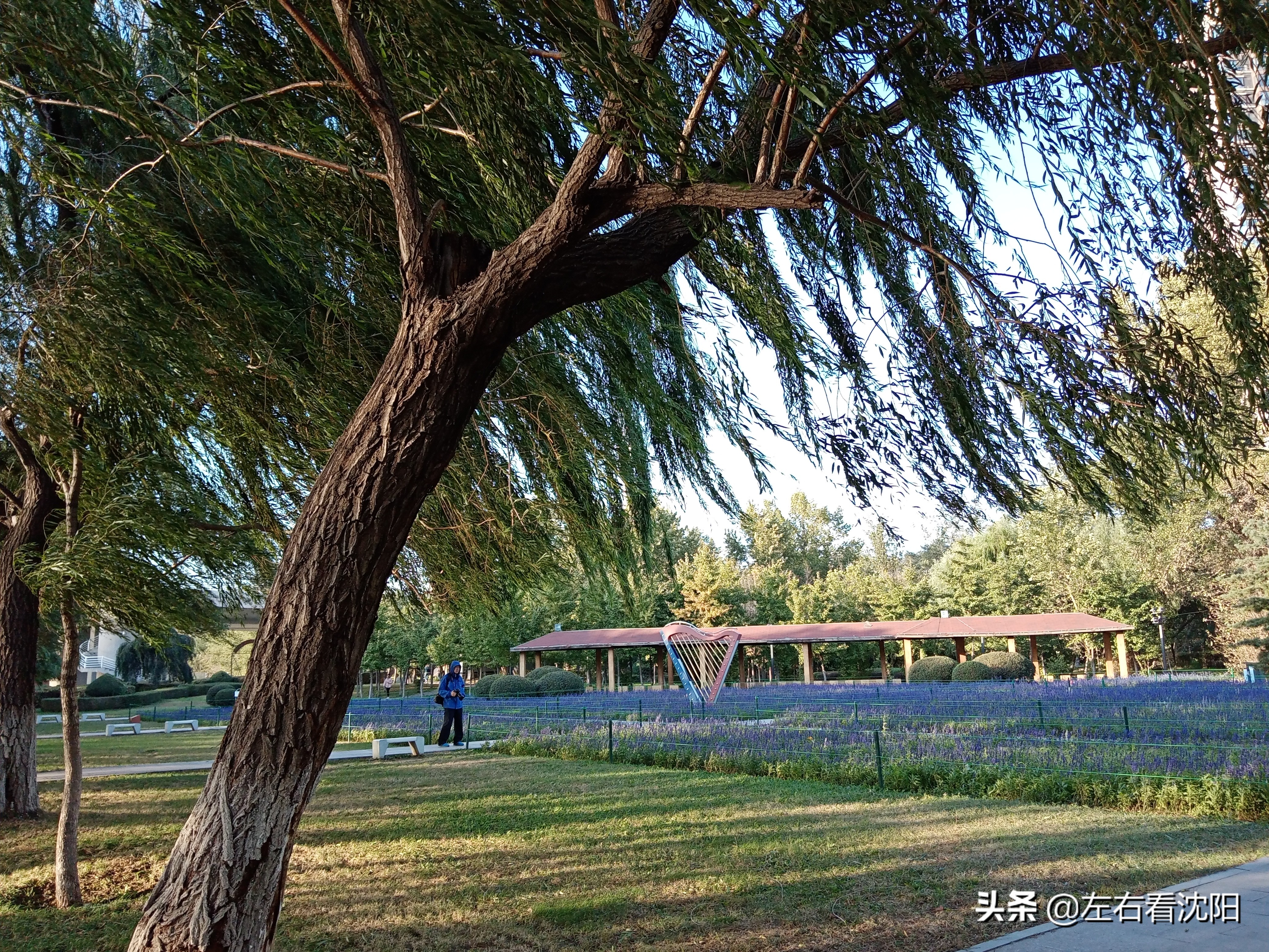 沈阳沈水湾公园看日出,沈阳浑河看海的地方