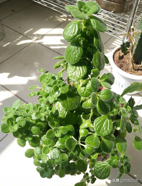 带香味碰碰香好养吗,碰碰香怎么养才能更旺盛