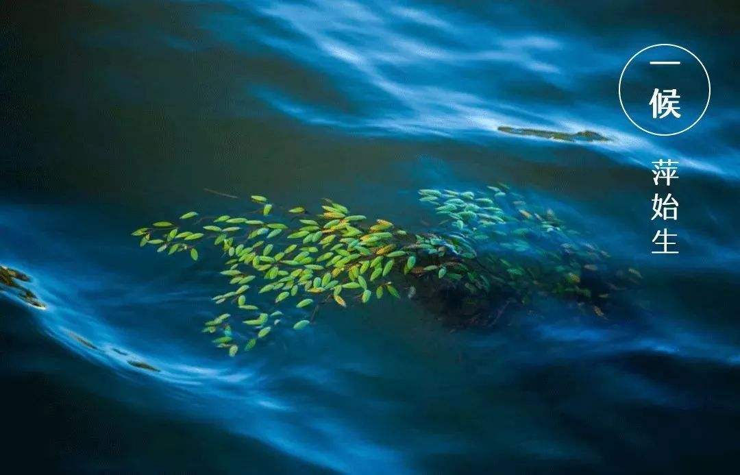 又是谷雨尝鲜季又到椿芽飘香时,谷雨习俗赏花喝茶吃香椿