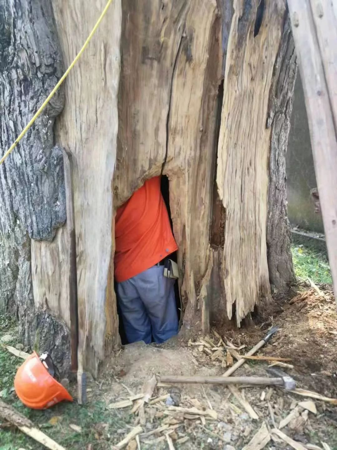 人的烦恼树也有!雪窦寺千年银杏夫妻树患上“脱发症”!专家会诊,CT、微创、整形全上了