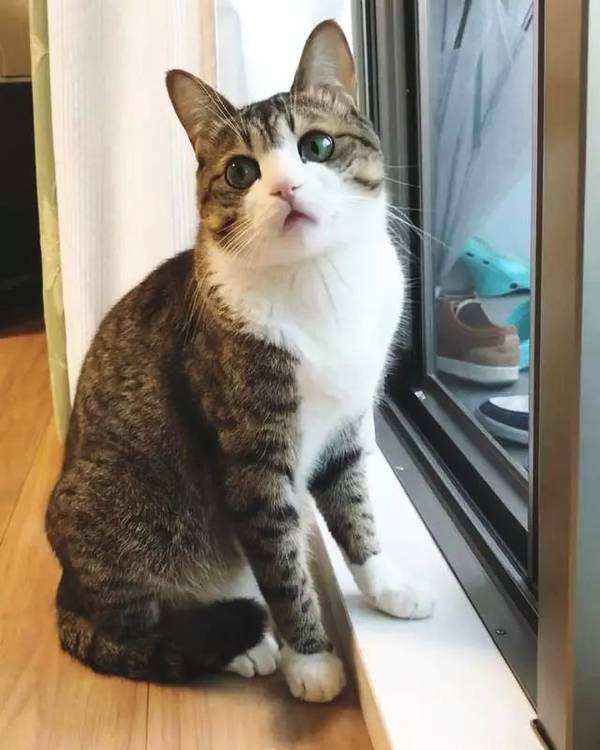 中华田园猫古代名称图鉴,古代人怎么挑选猫