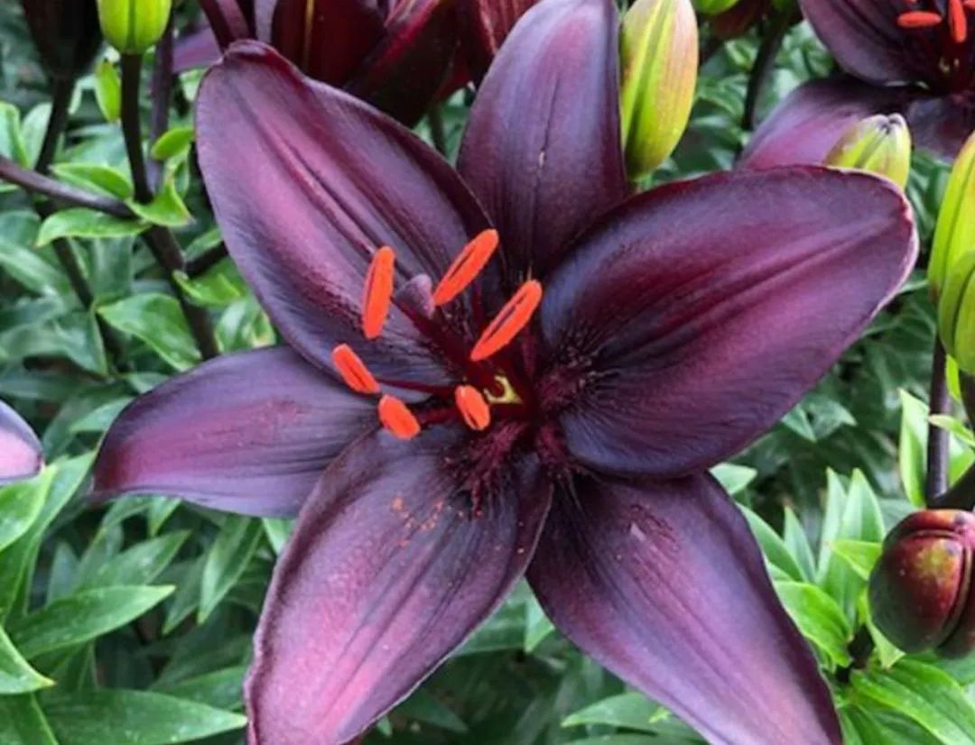 秋日赏花,百合必须要拥有姓名