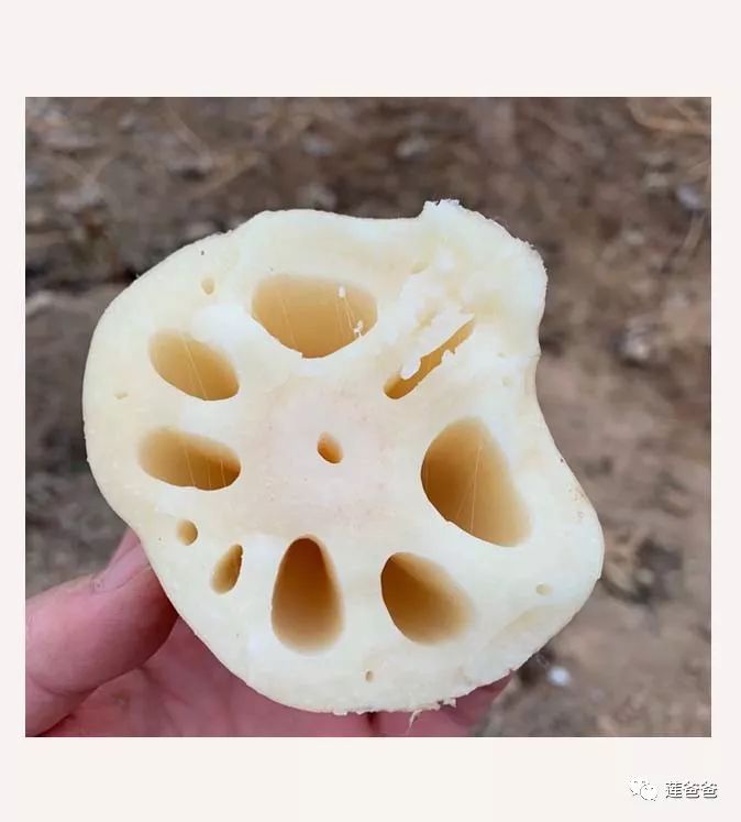 莲藕咋选,莲藕选种苗视频