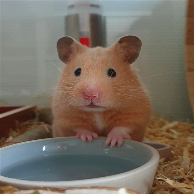 仓鼠睡醒了没精神,仓鼠不吃鼠粮是怎么回事