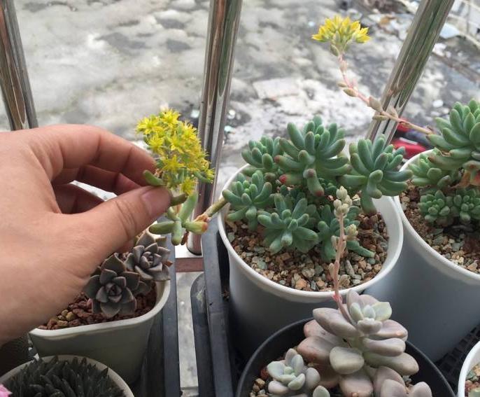 多肉花剑能扦插吗,多肉的花剑可以扦插吗