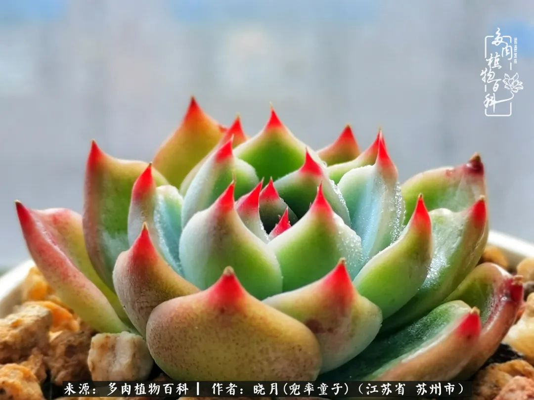 六年时间环游22个国家,却被多肉小萌物征服