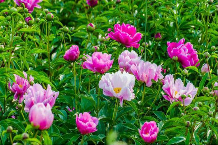 芍药花如何养殖和管理视频,芍药花栽培与养殖视频教学下载