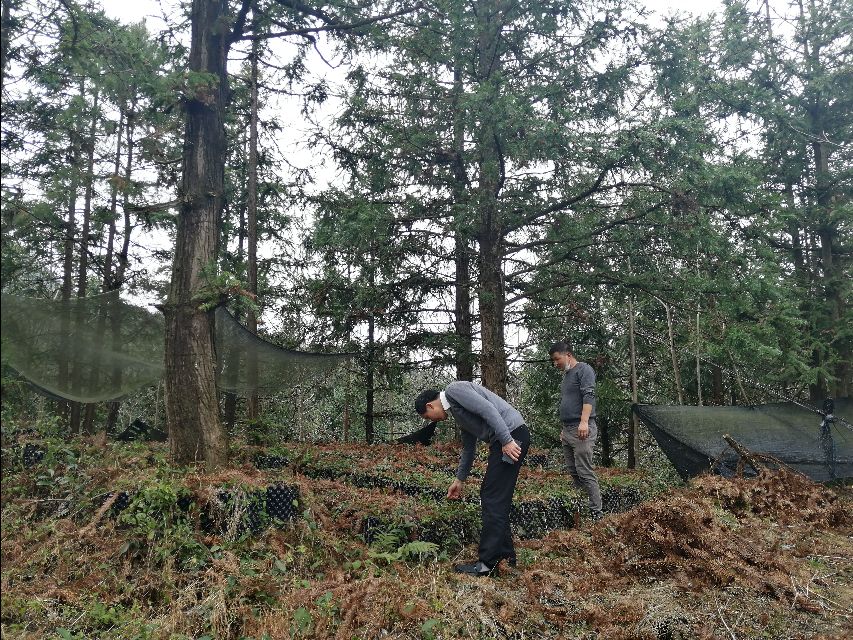 四明山哪座山上有黄精,四明山哪里有山黄精