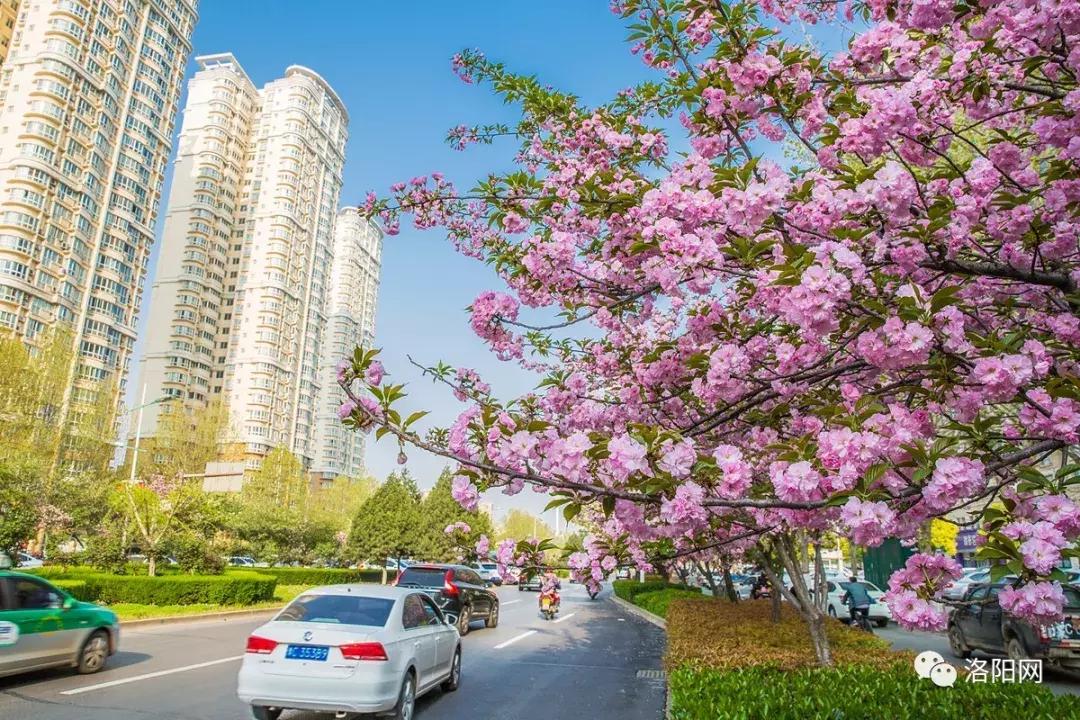 洛阳牡丹花会邀请,洛阳邀请全世界人民看牡丹