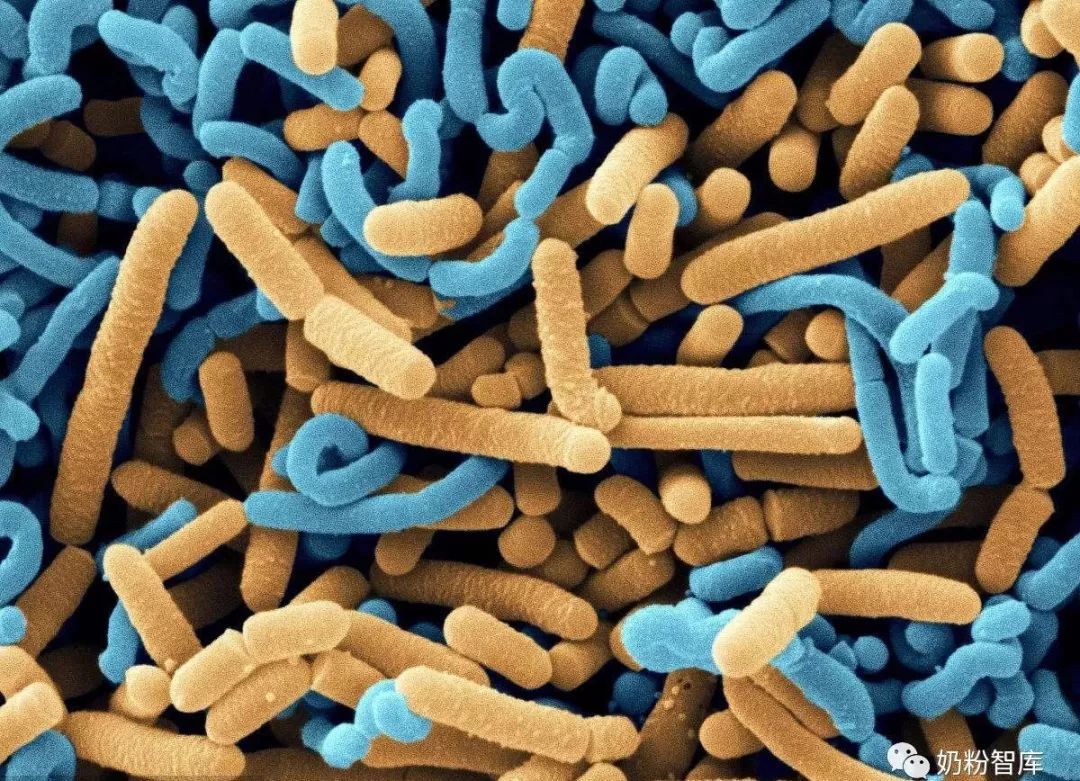 比较火的益生菌,益生菌为什么突然火了
