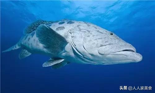 最好的十种石斑鱼,最漂亮的几种石斑鱼