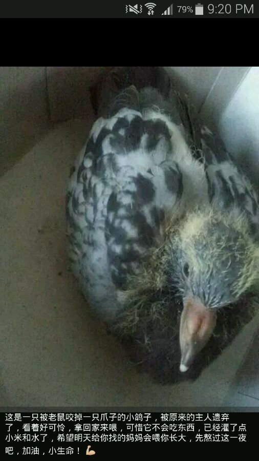 幼鸽被别人的鸽子带走了怎么办,幼鸽被鸽群带走还能回来吗