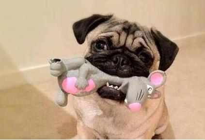 关于狗狗的10个“冷知识”，很多铲屎官都不知道