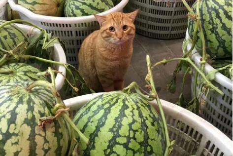 有些猫真的不把自己当猫,和人类呆久了的猫