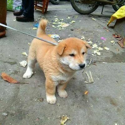 农村喜欢养的土狗,如何养土狗最便宜