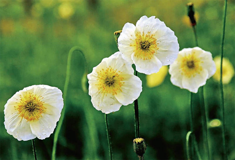 林草知识普及,林草科普讲解