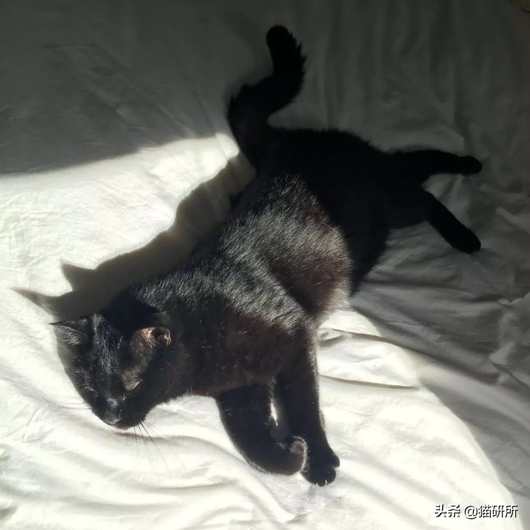 养猫问题解答视频教程,养猫问题解答