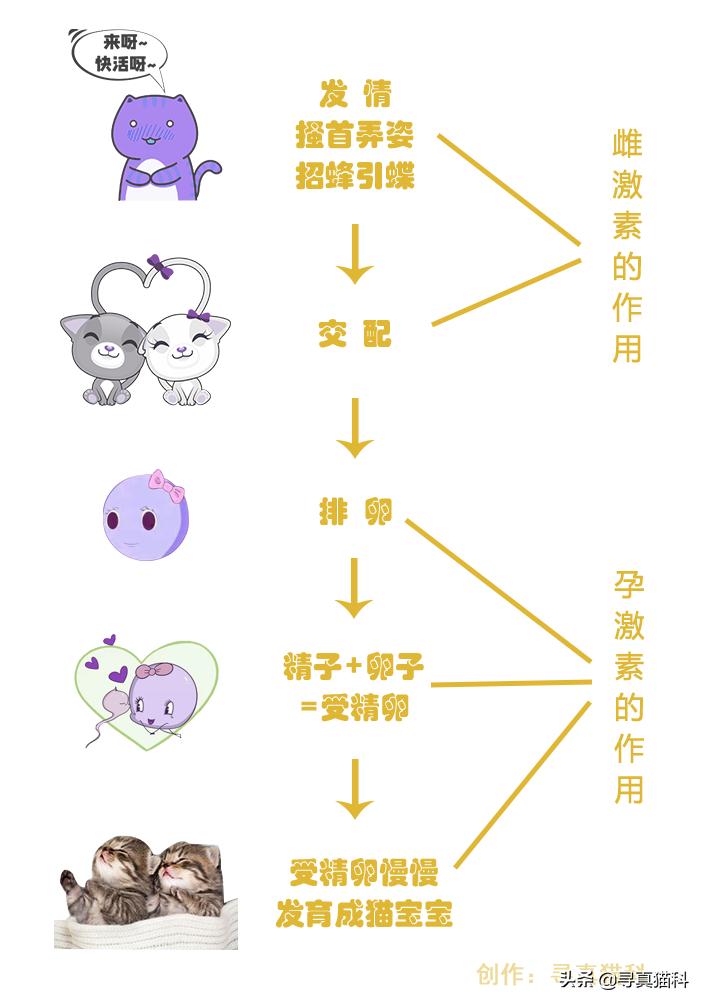 猫子宫蓄脓会造成白细胞偏低吗,猫子宫蓄脓用不用戴头套