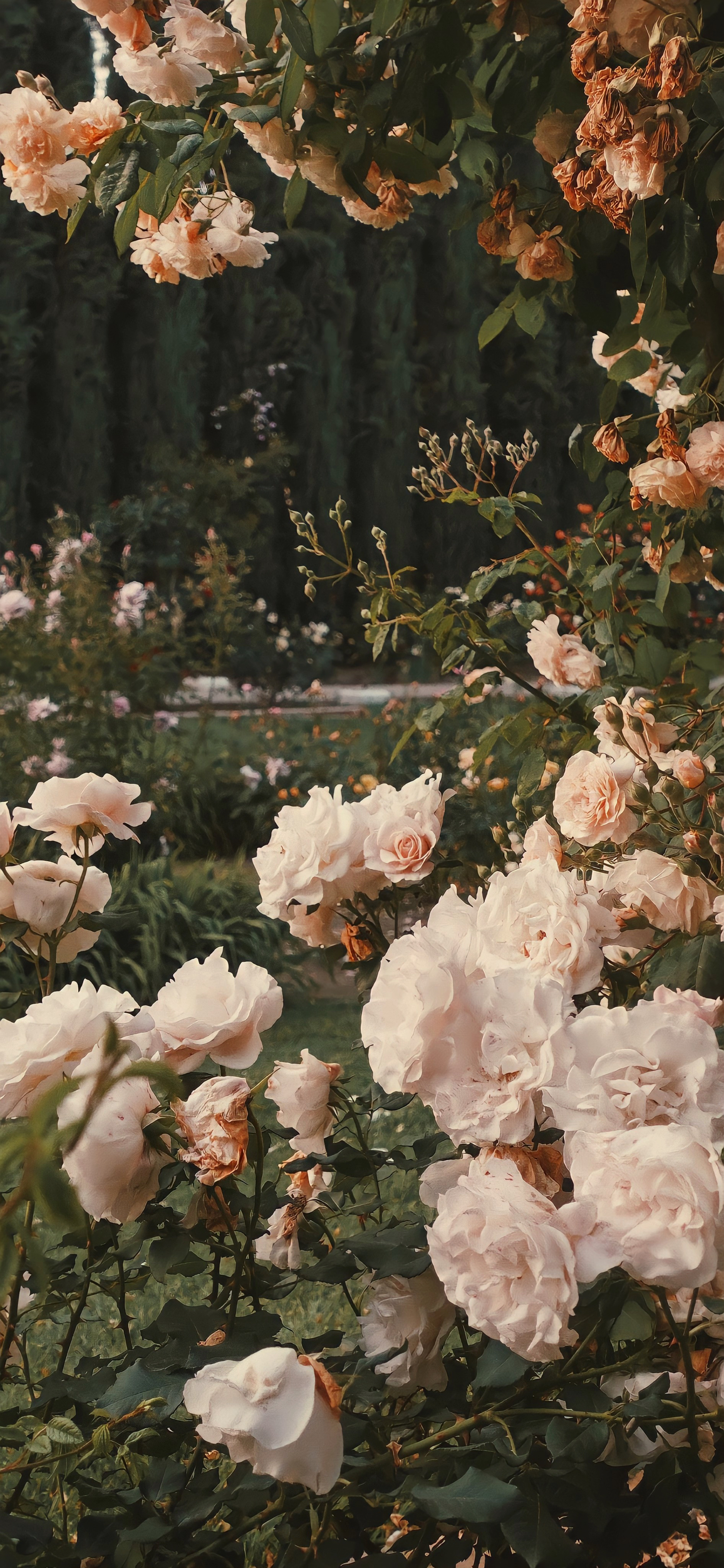 曲面立体感壁纸高清全面屏无水印,变形金刚高清壁纸4k超清全面屏