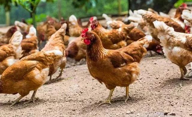 蛋鸡拉白稀粪是什么原因,蛋鸡喂消炎药为什么粪稀