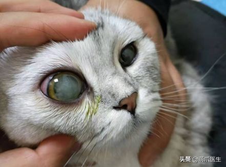 猫咪眼睛有分泌物怎么处理,猫咪眼部常见的疾病及日常护理
