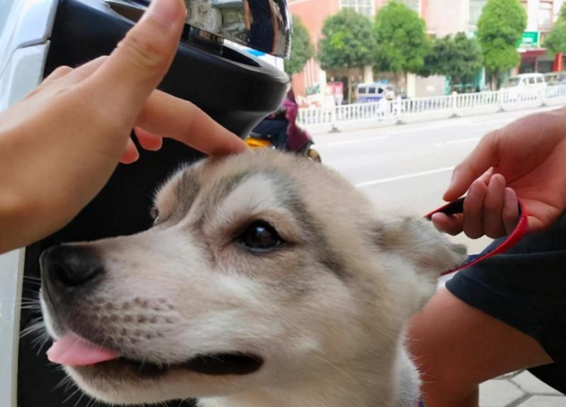 打狗狗的鼻子会造成什么后果,经常打狗狗有没有后遗症