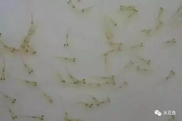 怎样提高鲫鱼水花下塘成活率,水花鱼苗下塘怎么处理