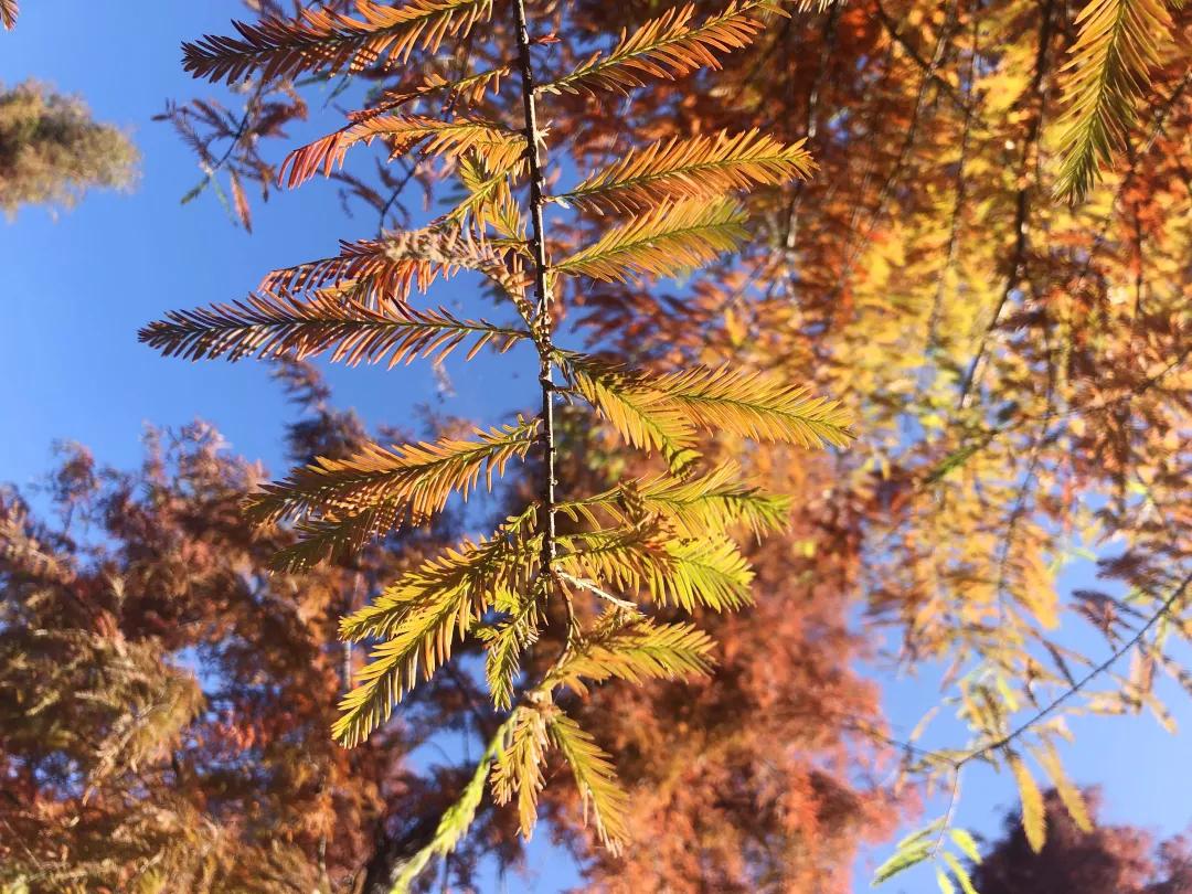昆明甸尾村的水杉真的太美了,昆明甸尾水杉林网红打卡地