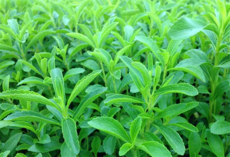 甜叶菊现在前景怎么样,甜叶菊为什么美国不能使用