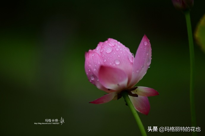 我的碗莲种子,碗莲的种植方法新手必看