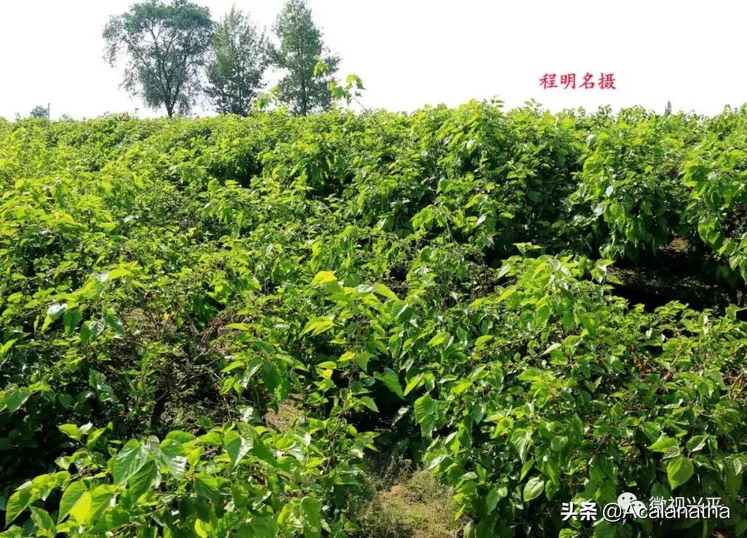 兴平千亩桑葚成熟啦！