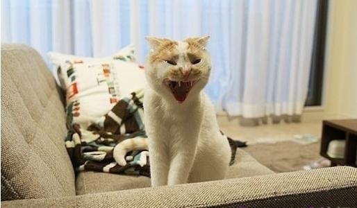 猫咪乱尿怎么除臭,猫咪往床上尿尿了买什么除臭