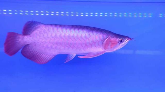 观赏鱼的体色忽明忽暗，这是主人饲养的问题还是别的原因？