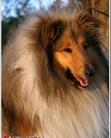 这几种高颜值狗狗你认识哪些,盘点最靠谱的狗狗看看你知道几种