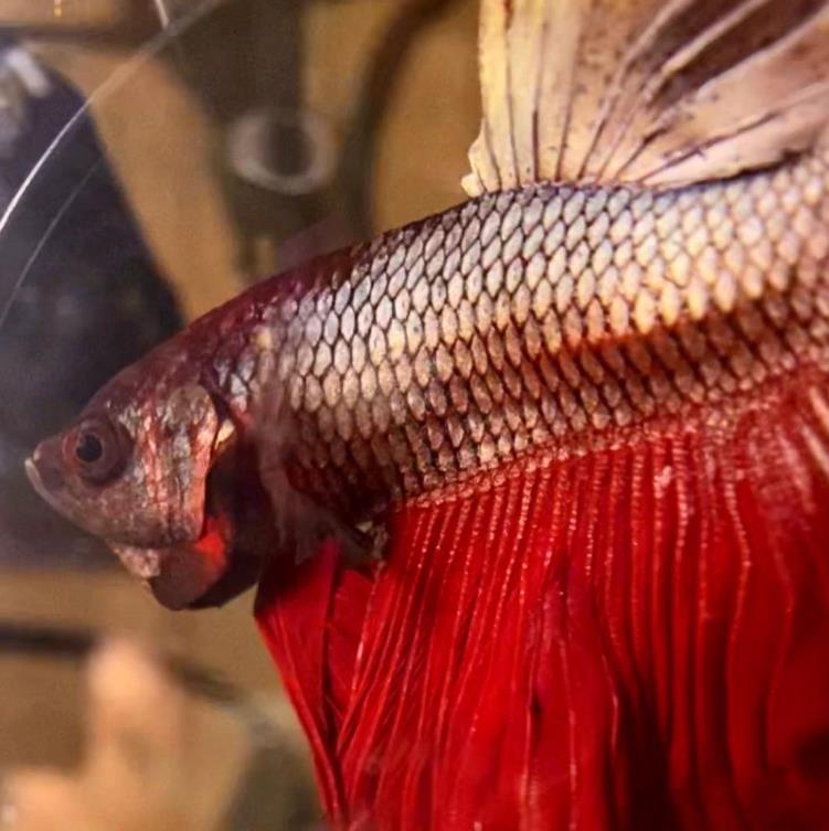 外国女子救下崩溃男子,外国女生救斗鱼