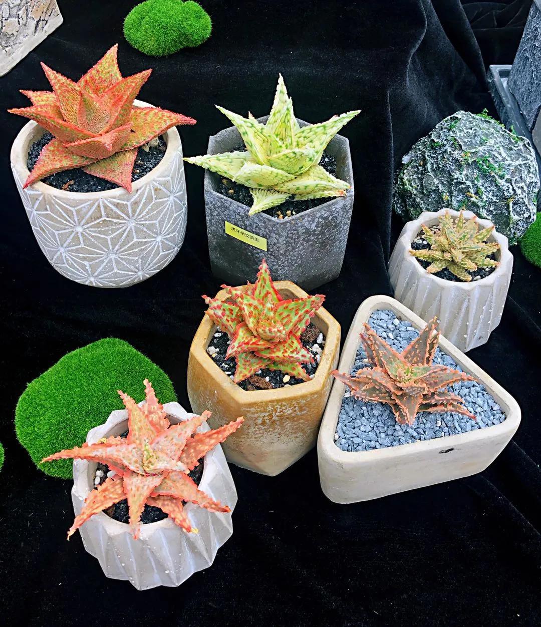 这个年销量上亿株多肉的县城，举办了首届多肉电商节