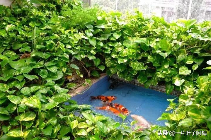鱼缸不一定只能养鱼，养不活的花丢鱼缸里，沾水立马就疯长