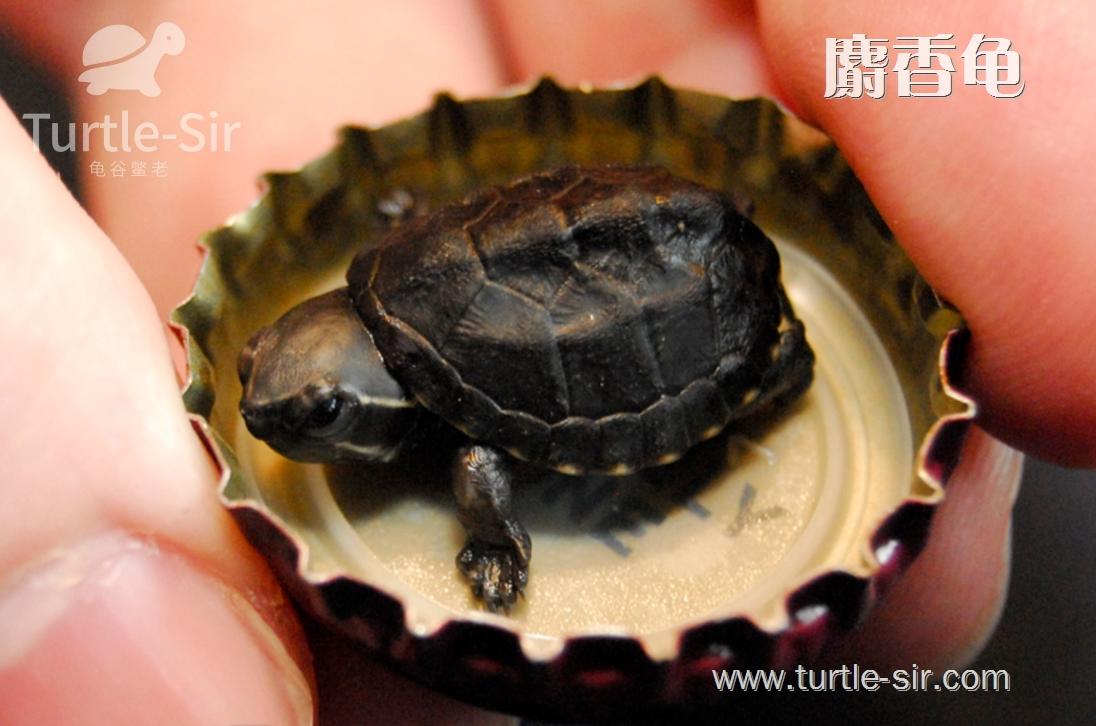 古法生态龟缸养麝香龟要点,麝香龟龟蛋好养吗