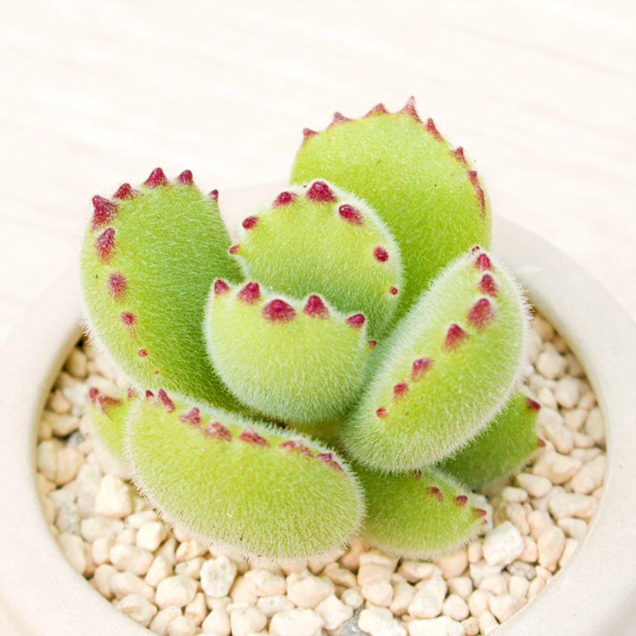 熊童子养好了会怎样,熊童子怎么养好活