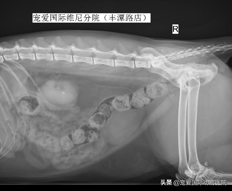 难以言说的疼完整版,猫咪肾结石的症状都有什么