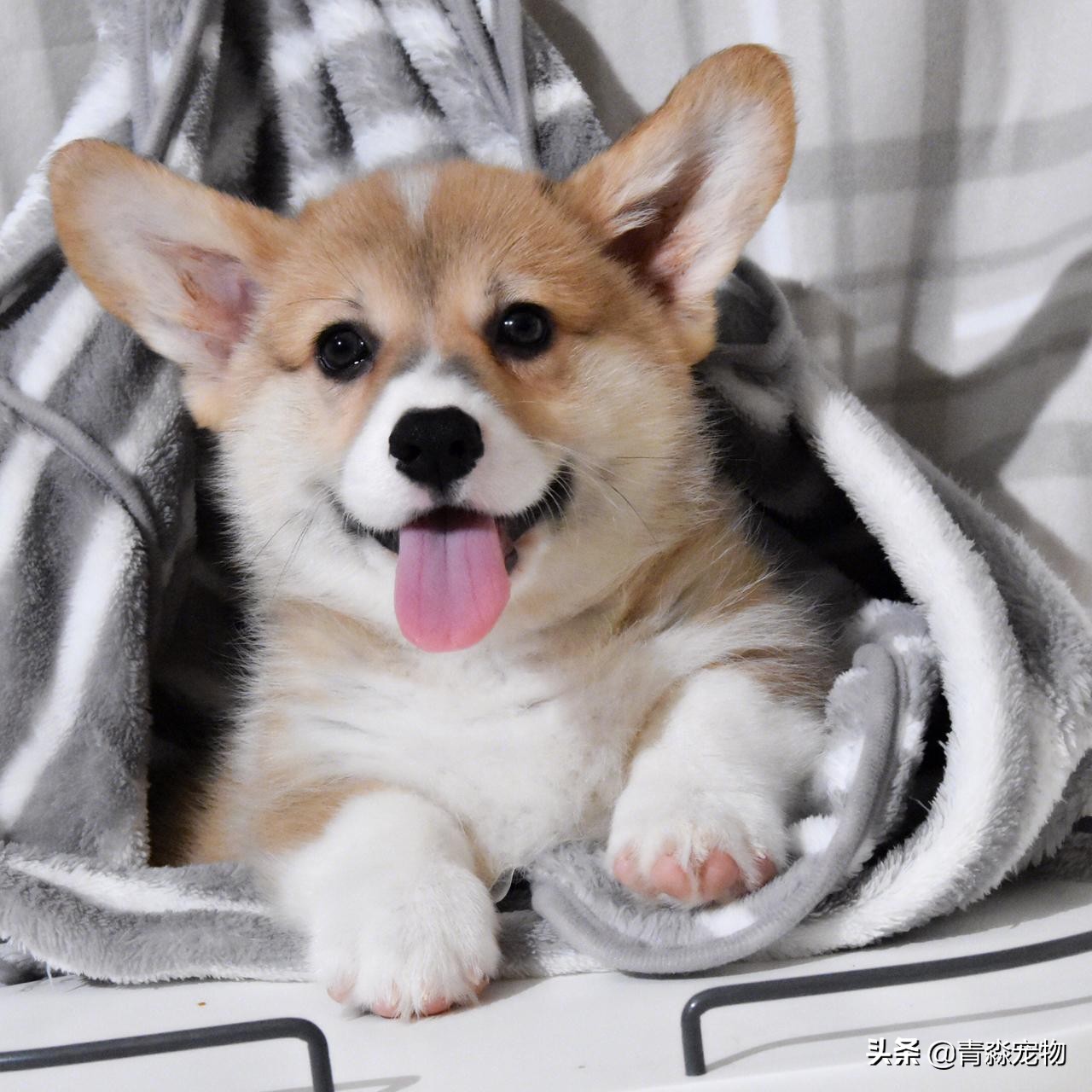 养宠知识狗狗发现呕吐怎么办,宠物狗疫苗过敏了怎么办