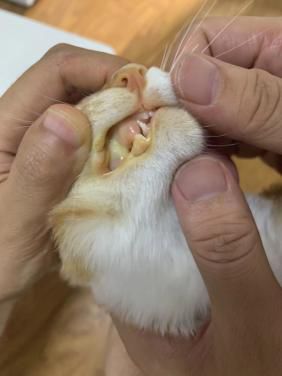 猫咪拉的屎什么样才算健康,通过猫咪的毛判断猫咪的健康状况