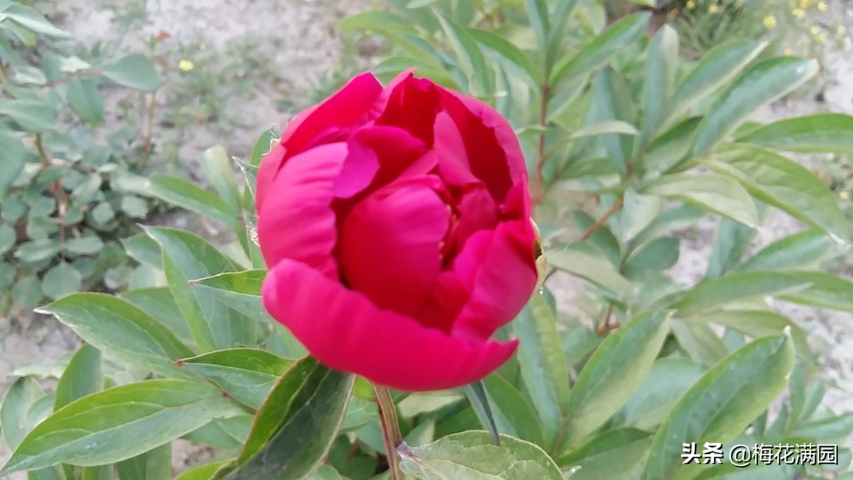 脱发的故事：那位大夫说得可真准啊