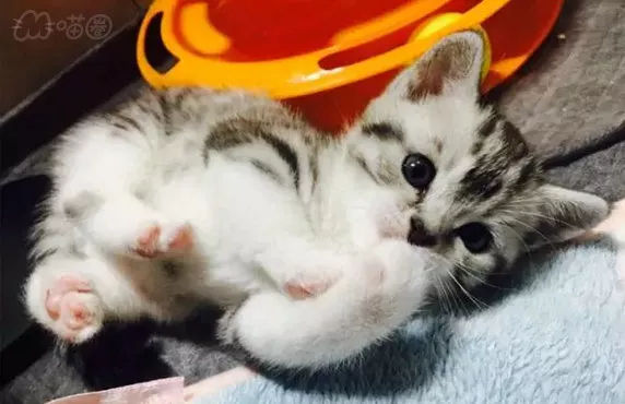 猫主子寝宫消毒，你不可不知的那些事